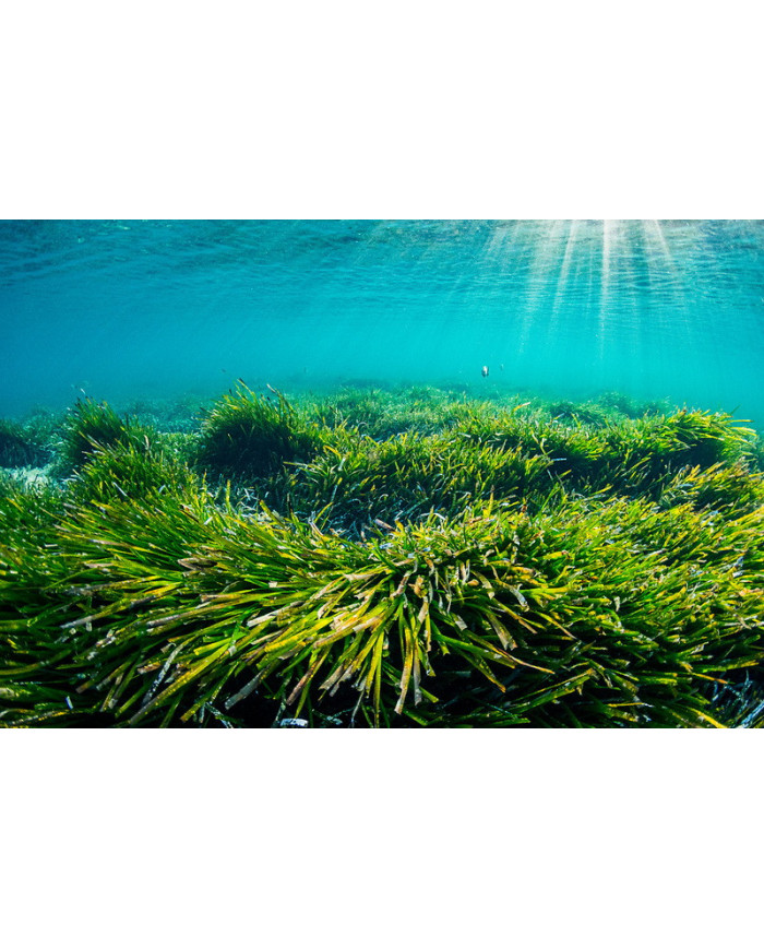 Miód Naturalny z Liofilizowaną Spiruliną