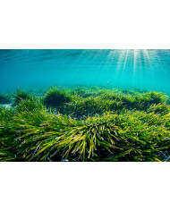 Miód Naturalny z Liofilizowaną Spiruliną